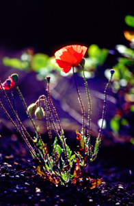 Foto einer Mohnblüte im Lapilifeld