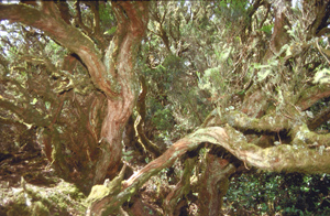 Urwald auf La Gomera