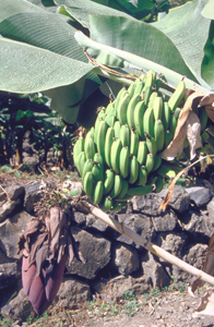 Bilder von La Gomera, eine der vielen Bananenstauden auf der Insel