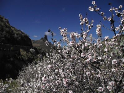 Mandelblüte auf den Kanaren