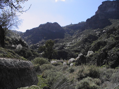 Mandelblüte auf Gran Canaria mit Roque Nublo im Hintergrund