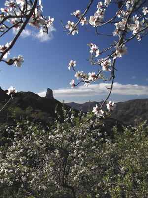 Foto der Mandelblüte mit Bentaiga im Hinergrund