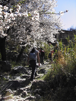 Wandern unter Mandelbüten