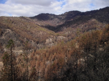 Waldbrand Gran Canaria